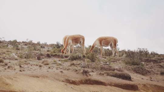 Lama Vicugna，钦博拉索，厄瓜