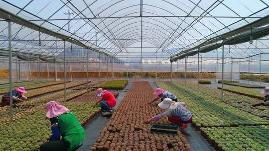 多肉种植基地航拍