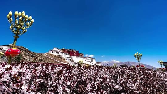 布达拉宫前盛开的繁花