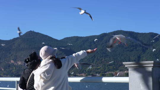 昆明海埂大坝看海鸥  红嘴鸥