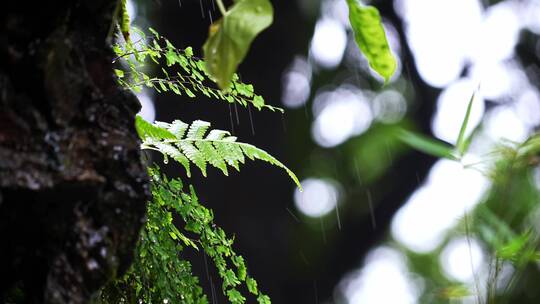 原始森林树叶草植物下雨水滴