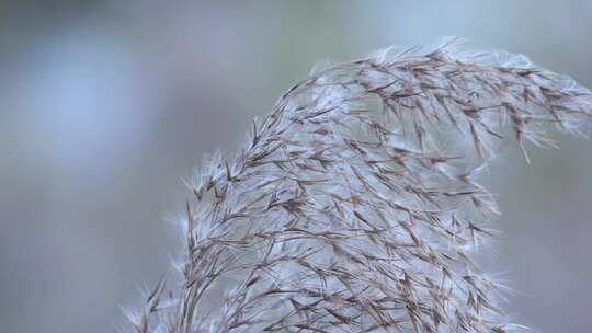 芦苇 禾本科 被子植物 芦苇毛 湿地边