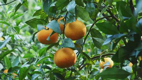 广西沃柑橘子实拍