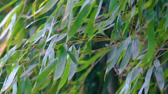 杭州植物园树林竹林特写视频素材