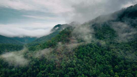 雨雾缭绕的森林视频素材模板下载