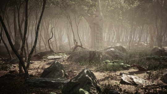 迷雾森林中的树根