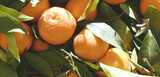 水果产地沃柑橘子桔子高清在线视频素材下载