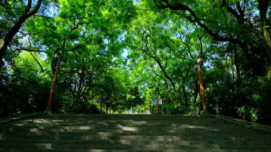 阳光树林 树荫 林荫小路