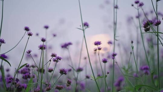夕阳下紫色植物柳叶马鞭草