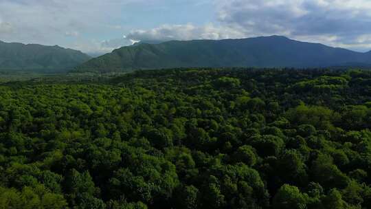 俄罗斯高加索地区森林背景中夏季绿树的空中俯视图