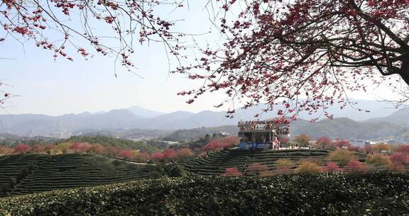 福建漳平龙岩永福樱花茶园