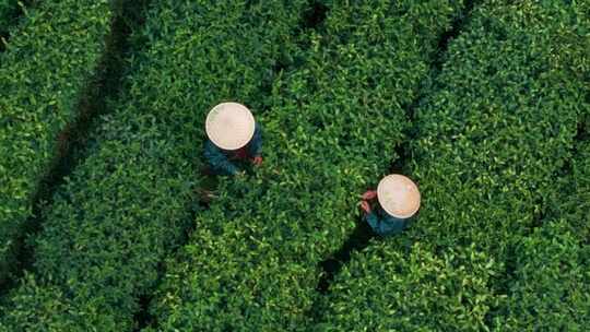 江南茶园茶山采茶工采茶茶园采茶