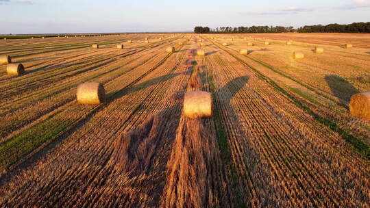 小麦收获后的许多扭曲包压制干麦草田日落黎