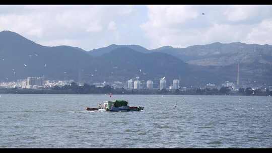 昆明滇池船只海鸥