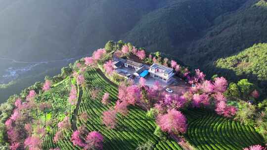 云南大理无量山樱花谷冬樱花和茶园茶树航拍