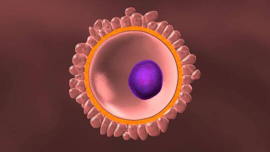 卵子卵细胞核三维动画精子卵子受精过程