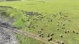 中国内蒙古呼伦贝尔大草原上正在奔跑的羊群高清在线视频素材下载