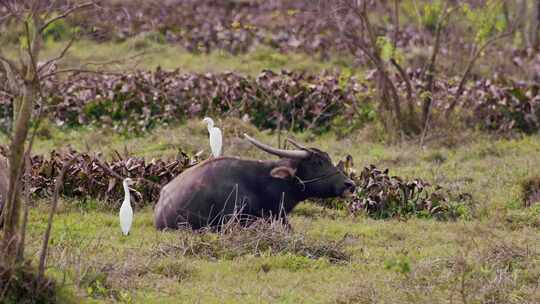 水牛与白鹭 动物之间和谐相处视频素材模板下载