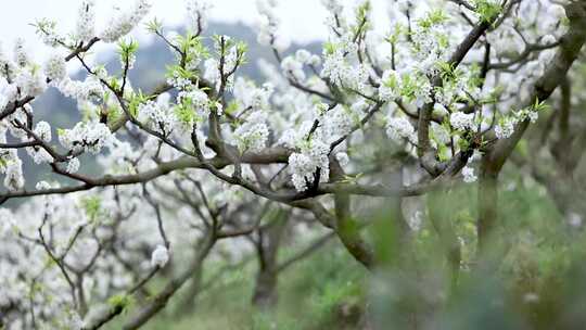 春天春暖花开漫山遍野李子花开合集