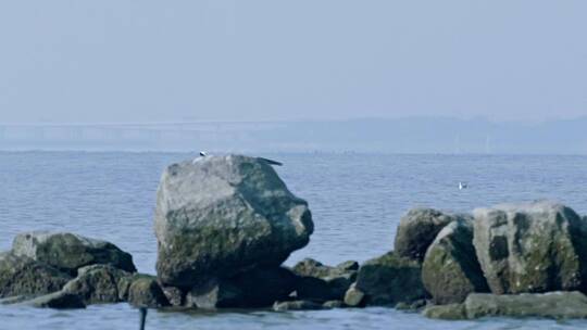 深圳湾鸟类栖息地自然风光视频