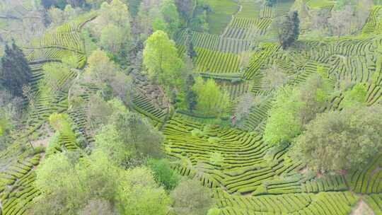 江塝茗园。茶园