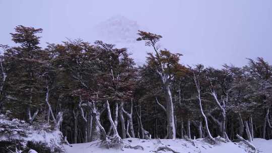 被雪覆盖的树林冬季自然景观