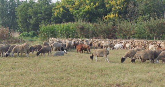 一群山羊绵羊在草地吃草