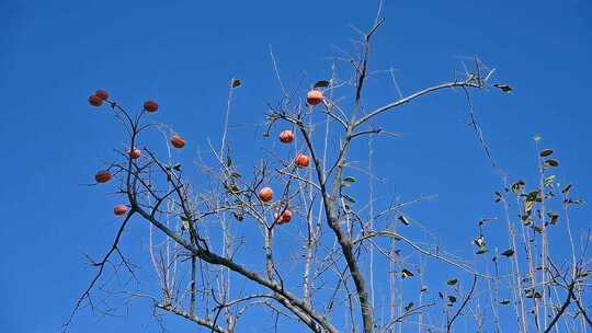 秋天蓝天下的成熟的柿子