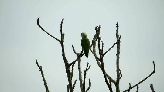 树枝上的绿色小鸟