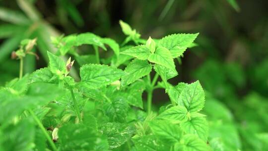 治愈实拍夏季雨天植物空镜视频