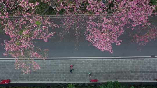 中国广东省广州市荔湾区坦尾美丽异木棉