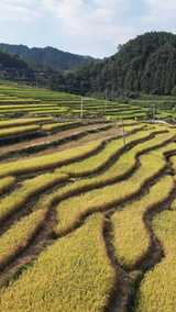 竖版航拍金黄稻田梯田农业种植高清在线视频素材下载