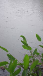 下雨天雨水滴落在池塘