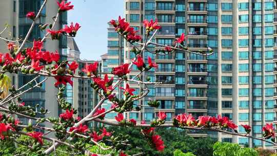 盛开的木棉花特写