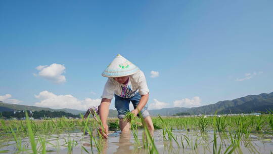 秧田里插秧的男人视频素材模板下载