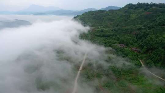 航拍云雾缭绕的四川乐山茶叶基地视频素材模板下载