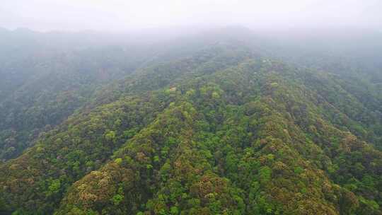 航拍森林山脉云雾环保沙县萝卜岩楠木保护区