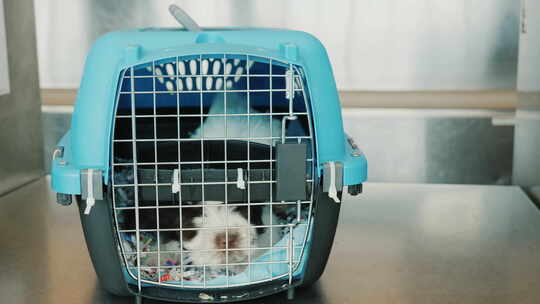 一只被关在笼子里的激动的小狗，用于运送活