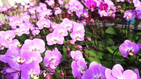 蝴蝶兰 兰花 花朵 观赏花 卉漂亮的花朵