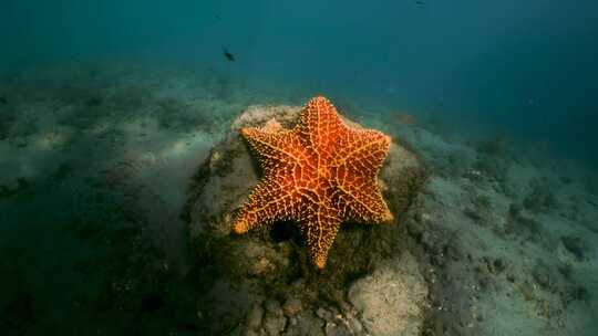 海星，水下，海洋，海