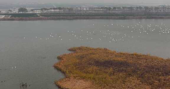 钱塘江江海湿地栖息的候鸟白鹭鹭鸟