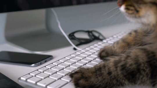 一只猫咪正在键盘上