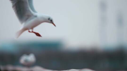 海鸥在天津渤海湾