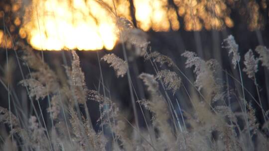 摇镜头 日落夕阳芦苇草苇荡