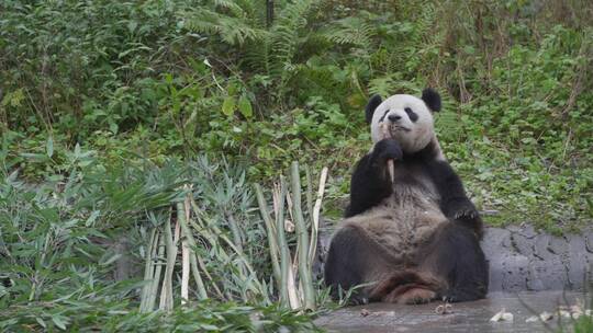 大熊猫吃竹子空镜组镜头2