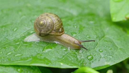 雨天叶子上爬行的蜗牛