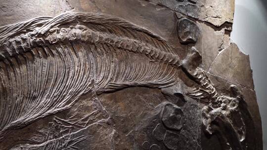 化石恐龙脊椎动物生物进化