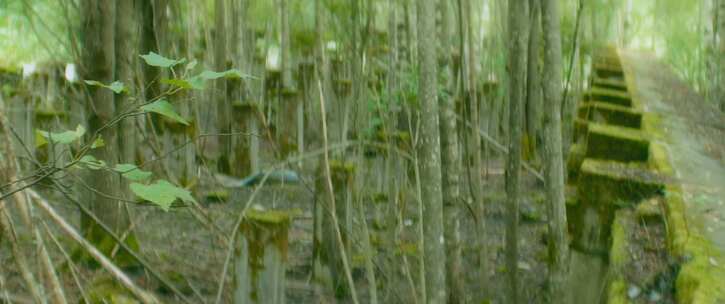 被苔藓覆盖的废弃水泥梁