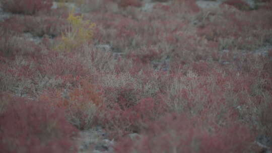 新疆秋天沙漠植被4K120帧素材