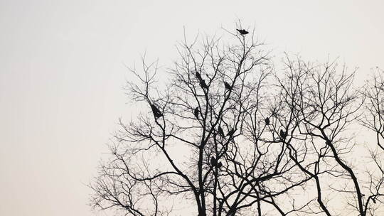 飞鸟飞翔在树枝上